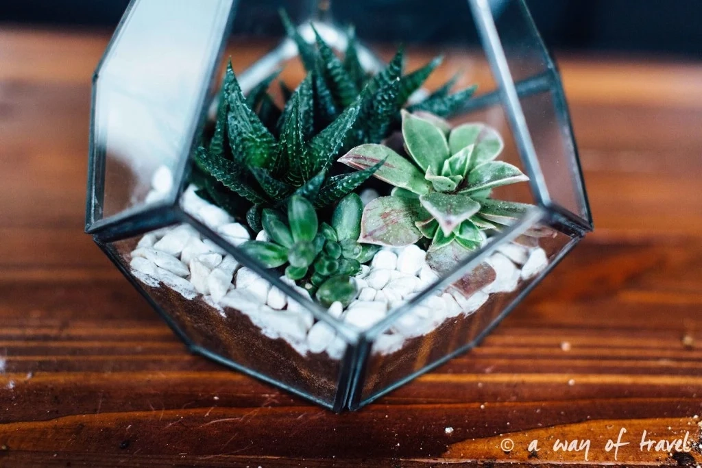 Terrarium de succulente - awayoftravel.fr - Notes de Styles