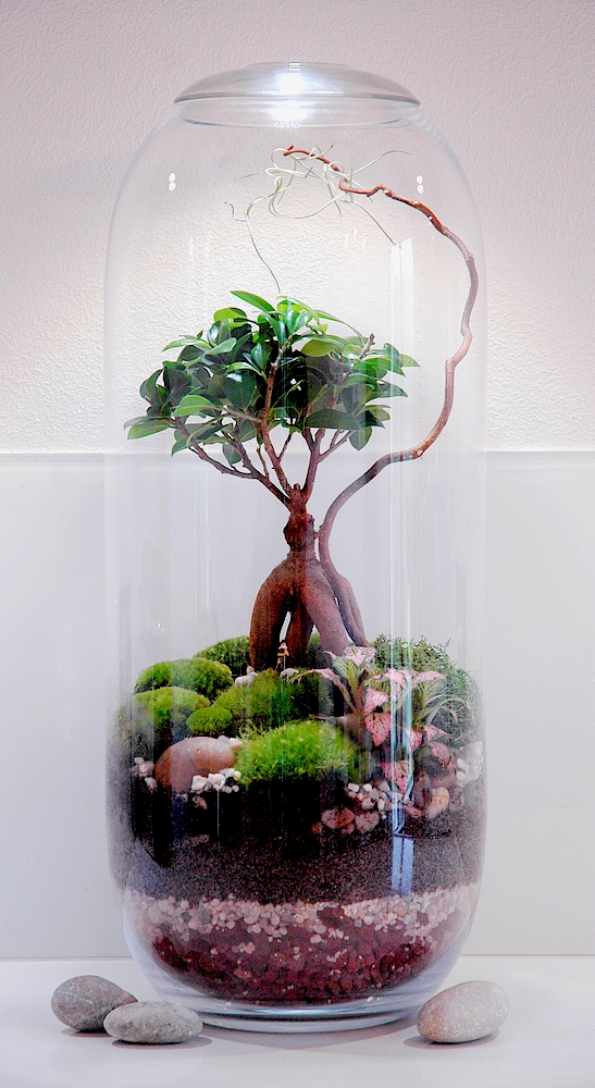 Mini-jardins de verre & Terrariums déco Pas à Pas