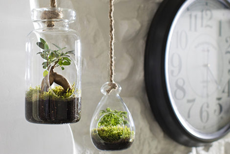 Terrarium suspendu - Botanic - Notes de Styles