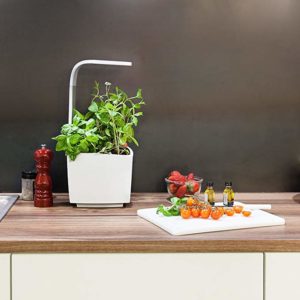 Tregren T3 Potager