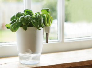 Elho Brussels, pot pour plantes aromatiques
