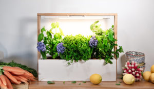 DIY Potage d'intérieur Befrenchie