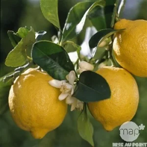 Citronnier, Citrus Limon - Truffaut
