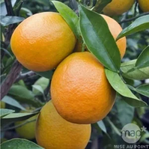 Oranger, citrus sinensis - Truffaut