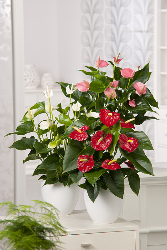 Anthurium - Jardiland