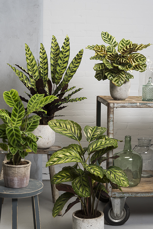 Calathea, plante paon - Jardiland