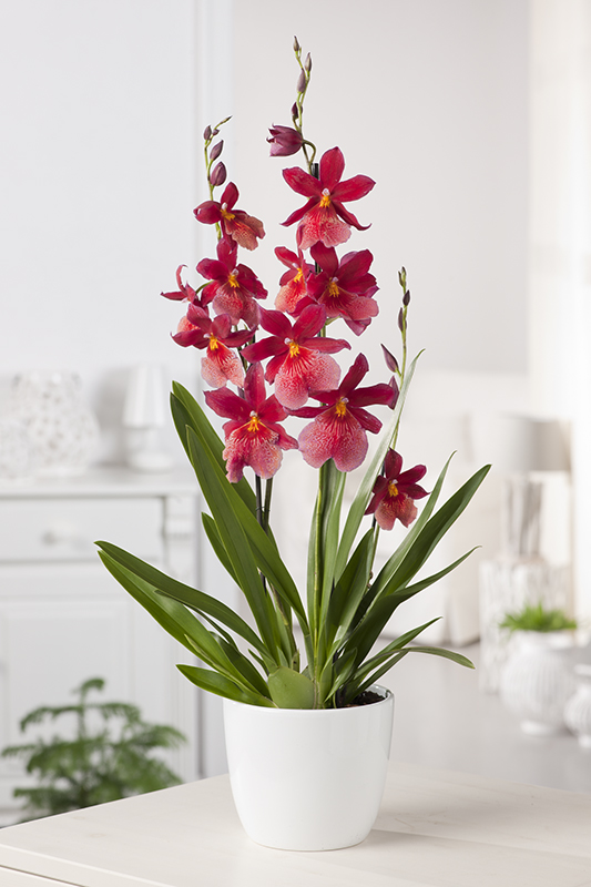 Orchidée, Cambria Nelly Isler - Jardiland