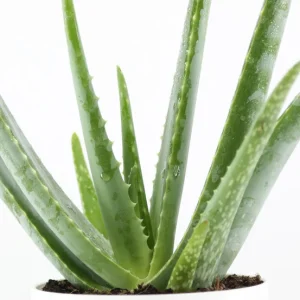 Truffaut - Aloe Vera