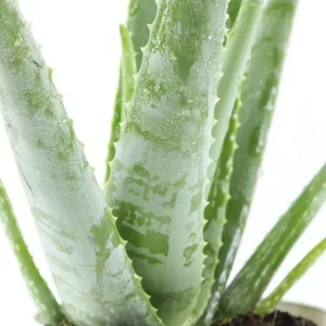 Truffaut - Aloe Vera