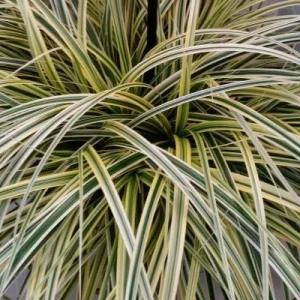 Leader Plant - graminée Carex