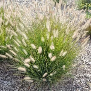 Leader Plant - graminée Herbe aux écouvillons