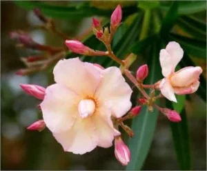 Jardiner Malin - Laurier rose