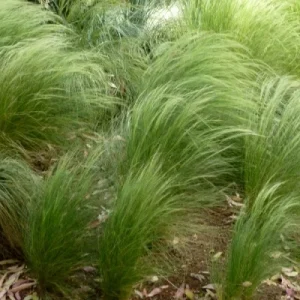 Leader Plant - graminée Stipa
