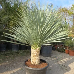 achat-vente-palmiers - Yucca Rostrata Blue Swan