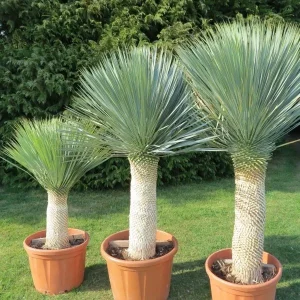 achat-vente-palmiers - Yucca Rostrata