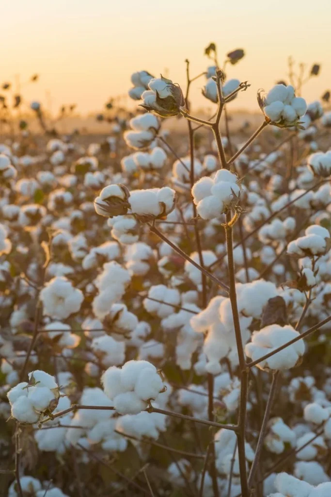 Papier peint fleurs de coton